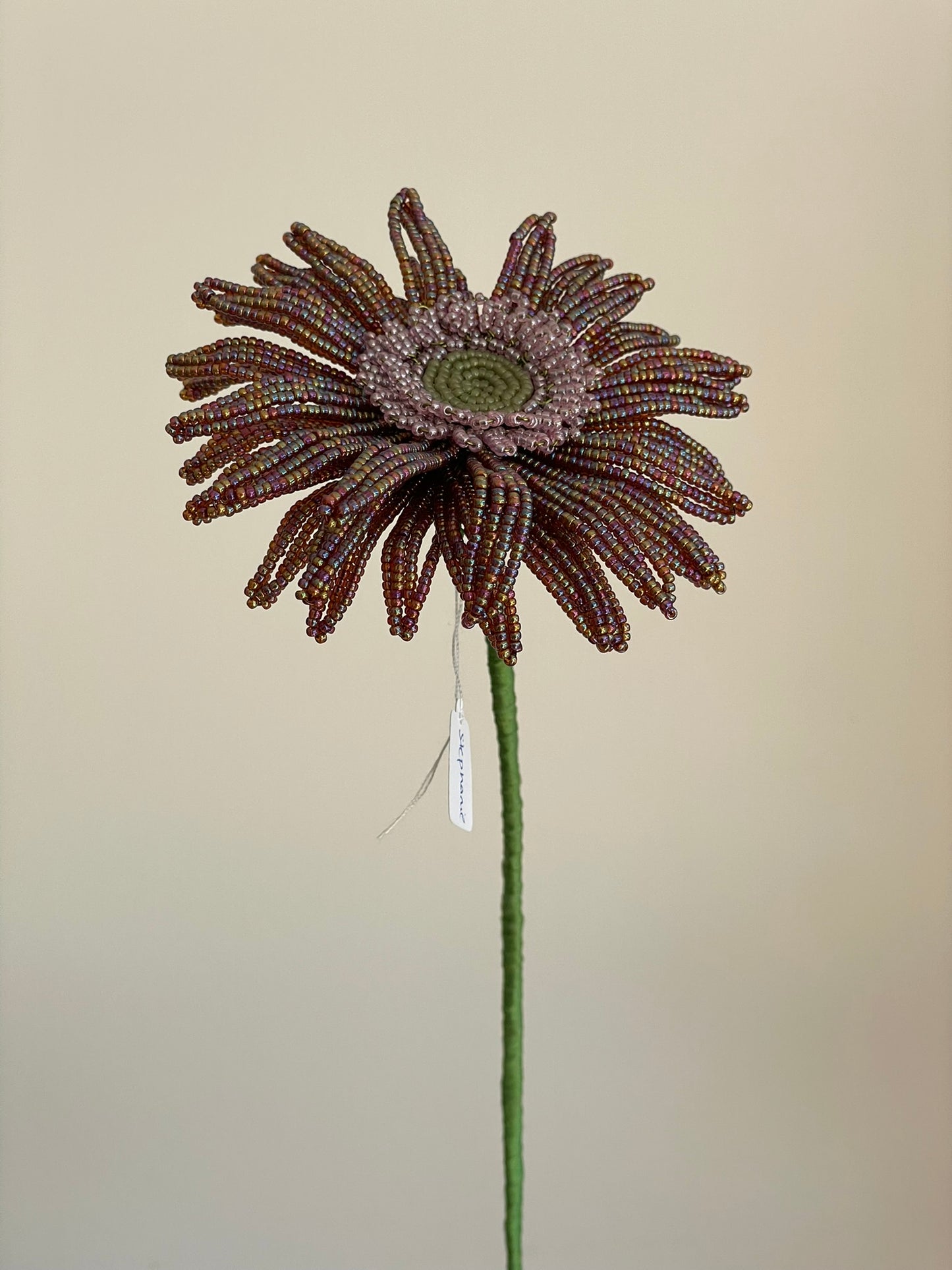 Gerbera