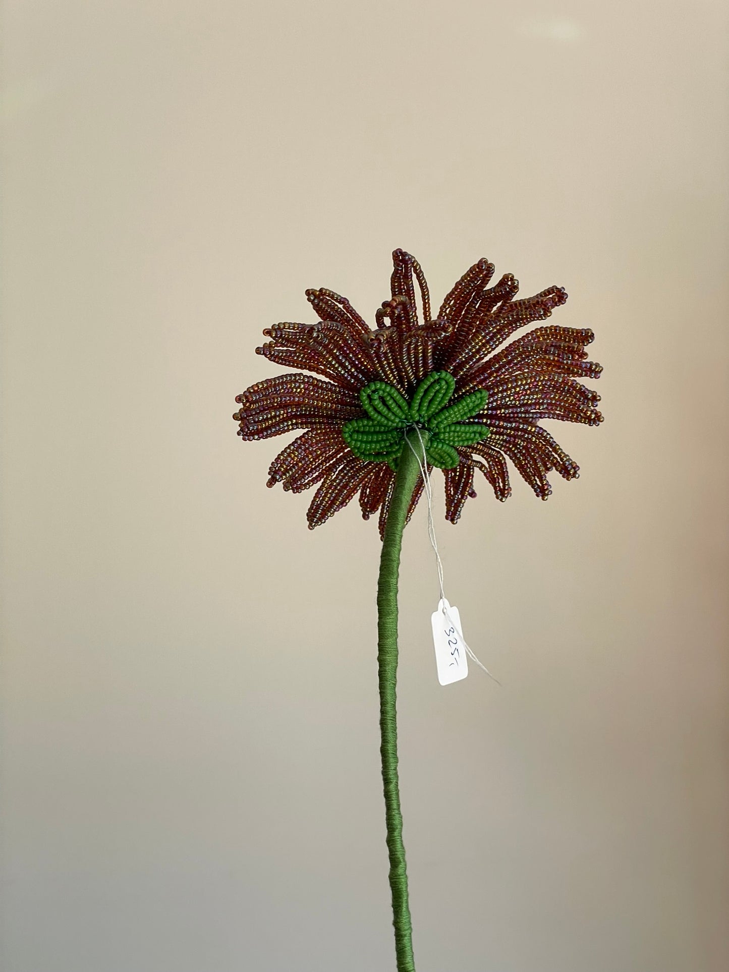 Gerbera
