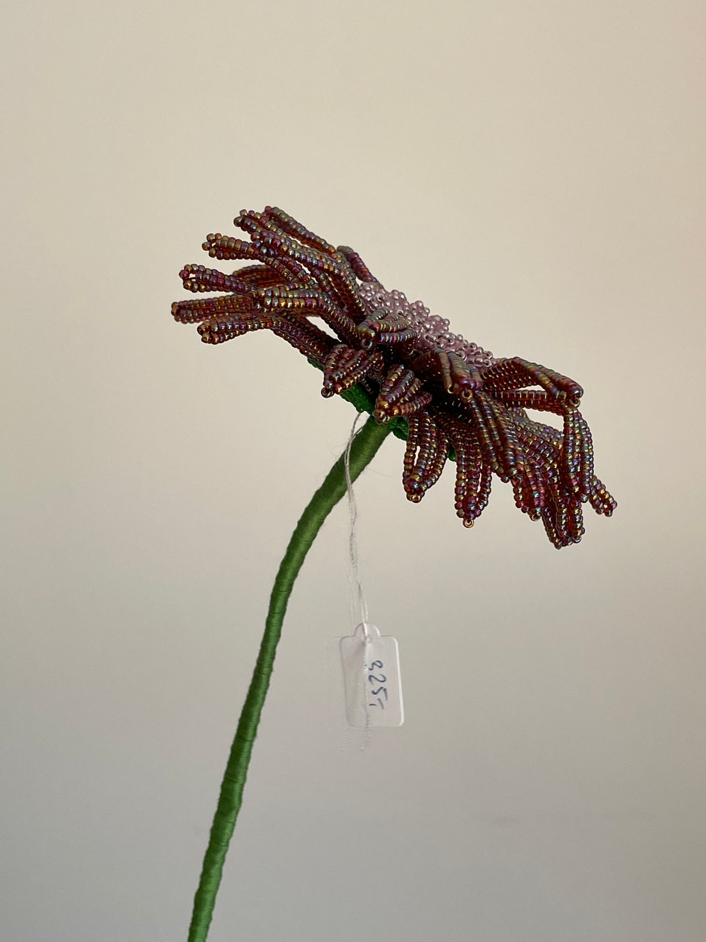 Gerbera