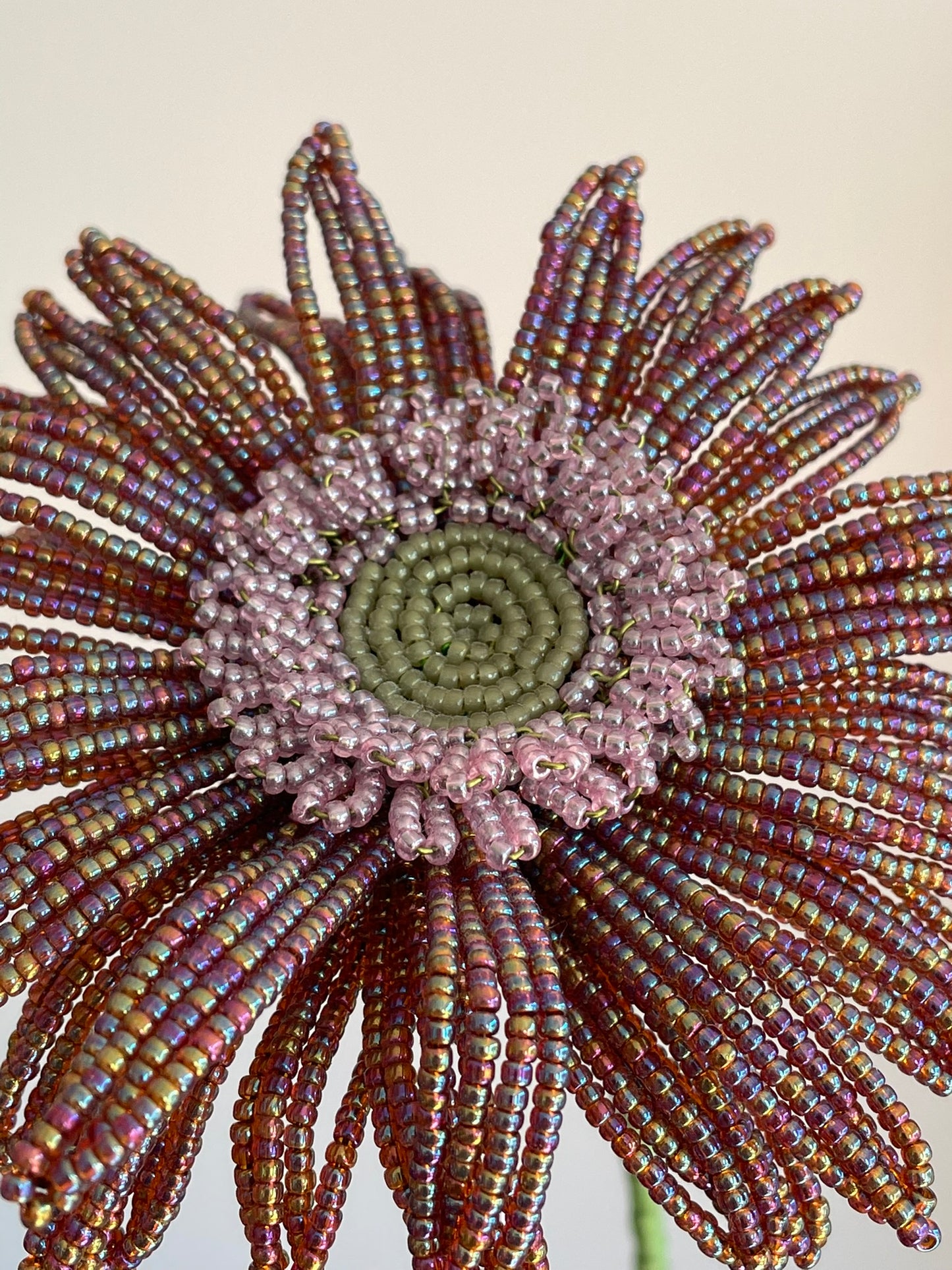 Gerbera