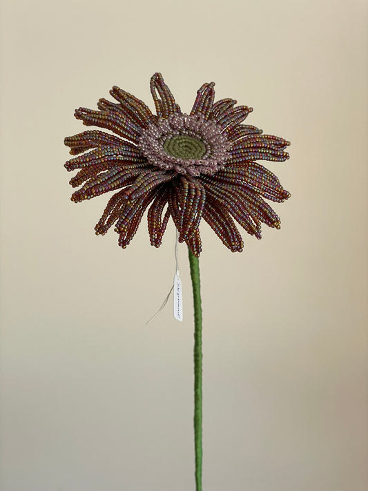 Gerbera
