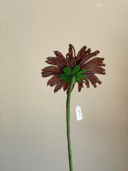 Gerbera